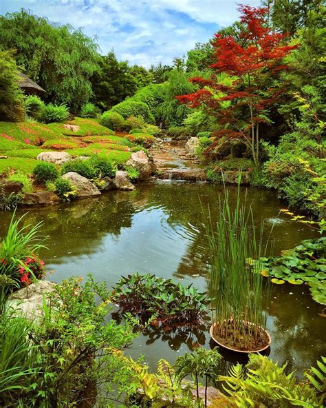 Beautiful Garden Pond Bog Plants Water Plants Types Of Plants Water