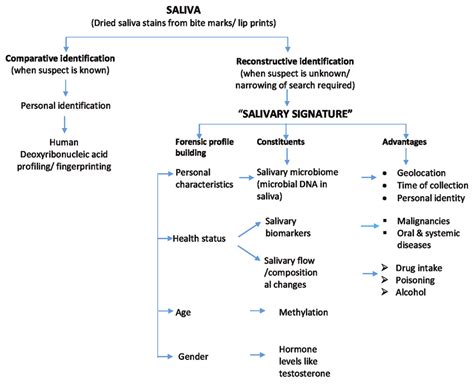 Figure Depicts The Role Of Saliva In Forensic Identification Both