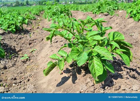 Agriculture Of Potato Field Smart Agriculture Agricultural Landscape