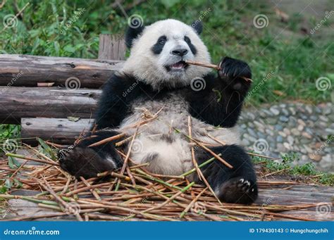 Young Giant Panda Bear Eating Bamboo Shoots Stock Image Image Of