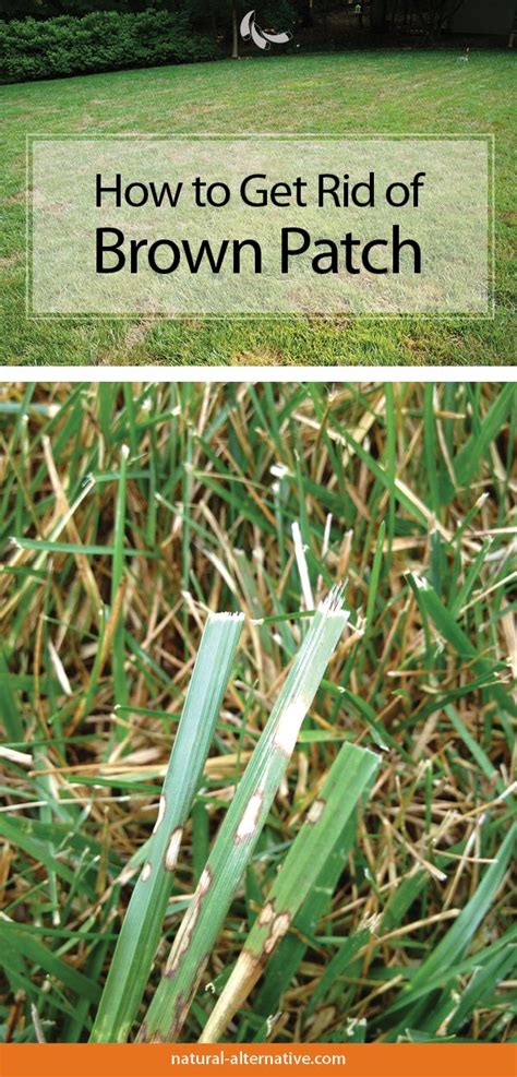 How To Treat Brown Patches In Your Yard Grass Care Grass Patch Lawn