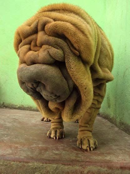 Pedigree Dogs Exposed The Blog Wrinkle Worship From