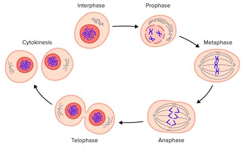 Cell Cycle Regulation Advanced Ck 12 Foundation