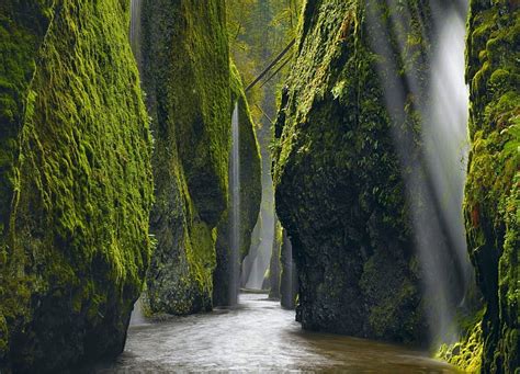 Columbia River Gorge Oregon Forest Green Cliffs Sun Light Moss