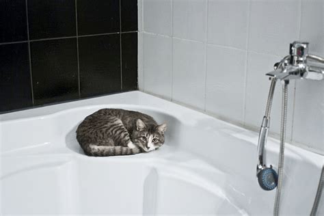 How To Give A Cat A Bath Petsupdate
