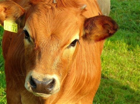 Das geschieht sehr oft durch künstliche befruchtung, es gibt jedoch landwirte, die auch noch eigene bullen halten. 5 Gründe, warum Milch trinken Kühen und Kälbchen wehtut