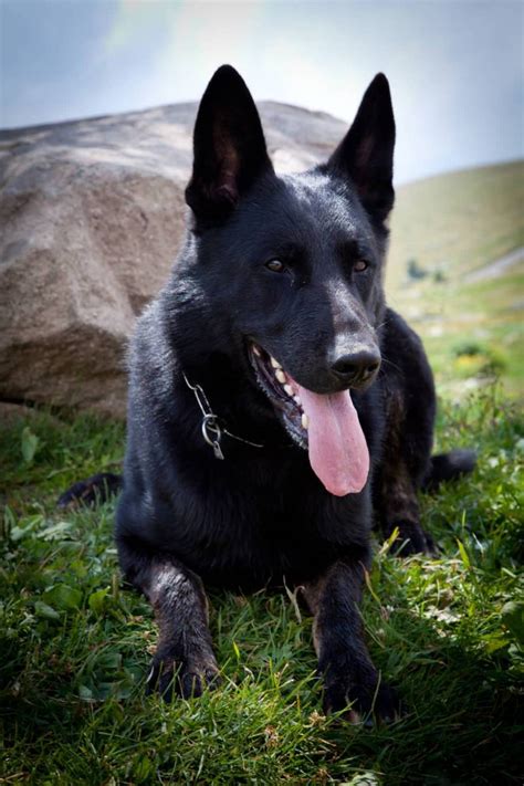 If you are looking for well bred german shepherd puppies with solid nerves, balanced temperaments and dispositions with czech. 7 Things You Didn't Know About The Black German Shepherd ...