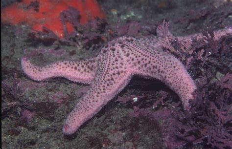 Giant Pink Sea Star Encyclopedia Of Life