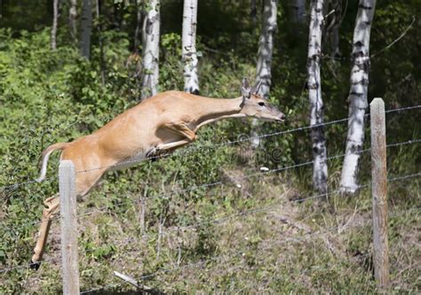 Deer Jumping The Fence Stock Image Image Of Woodland 233357461