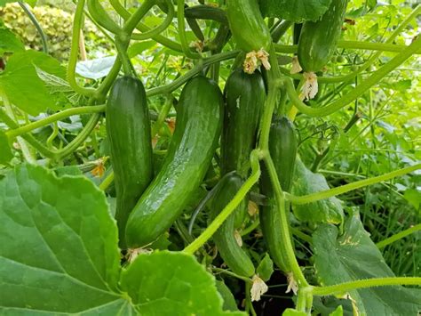 How To Grow Cucumbers From Seeds Gardeners Guide Amaze Vege Garden