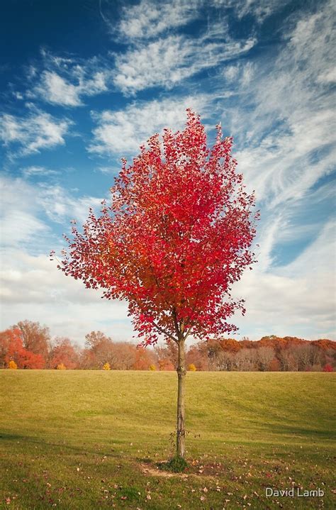 Single Lone Autumn Tree By David Lamb Redbubble