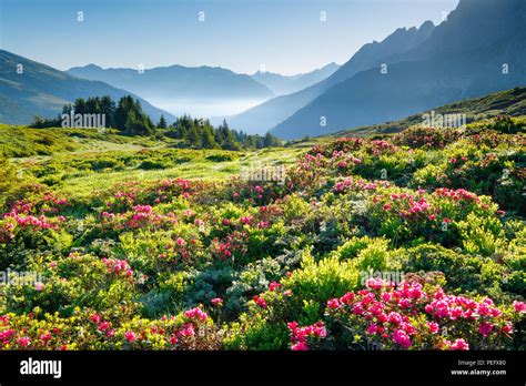 Gradations Alp The Alps Alpine Rose Alpine Roses Mountain