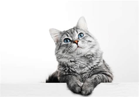 How Long Do Cats Live The Average Cat Lifespan