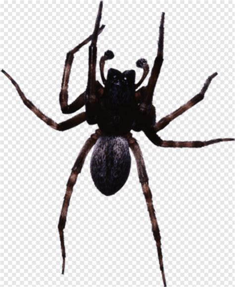 Spider Man Homecoming Spider Webs Black Widow Spider Spider Cute