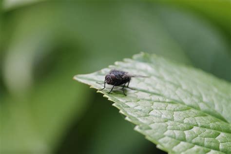 Black Fly On Green Leaf · Free Stock Photo