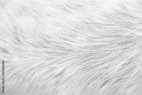 Dog Fur Short White Grey Texture With Smooth Soft Patterns For