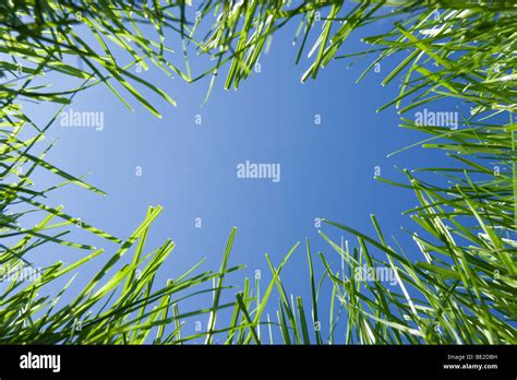 Looking Up Through Grass From Ground Level Stock Photo Alamy