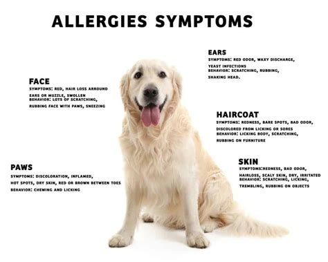 5 Signs Your Dog Is Having An Allergic Reaction The Dogington Post