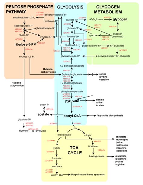 Predicted Pathways Pentose Phosphate Pathway Glycolysis Glycogen And