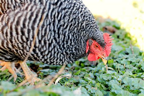 Check spelling or type a new query. Plymouth Rock or Barred Rock Chicken Breeds