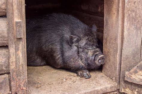 Big Black Pig Sleeping In Sty At Farm Stock Image Image Of Cowshed