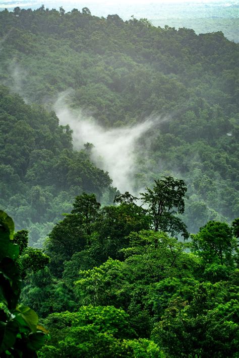 Check spelling or type a new query. 100+ Stunning Rainforest Pictures HD | Download Free ...