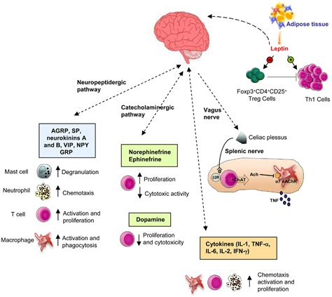 frontiers neuro endocrine networks controlling immune system in health and disease immunology