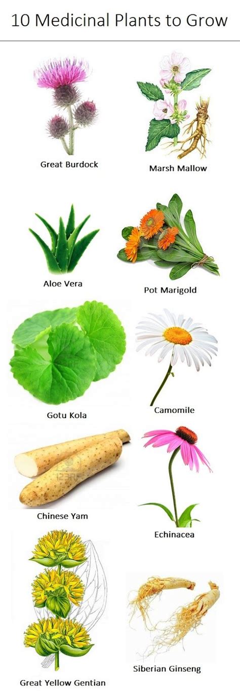 Medicinal Plants You Need To Make Natural Home Remedies Medicinal
