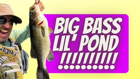 2023 Pb Largemouth Bass On My Local Pond Fishing Bassfishing