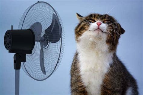5 Tips For Keeping Cats Cool Cats Herd You