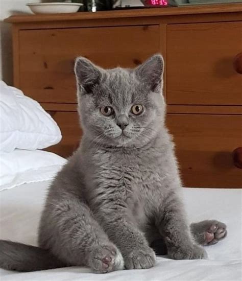 Give Out My Bottle Baby British Shorthair Kittens Marylebone