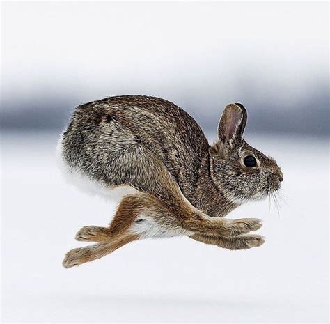 Photo By Justinrusso Rabbit On The Run Animals Animals Beautiful