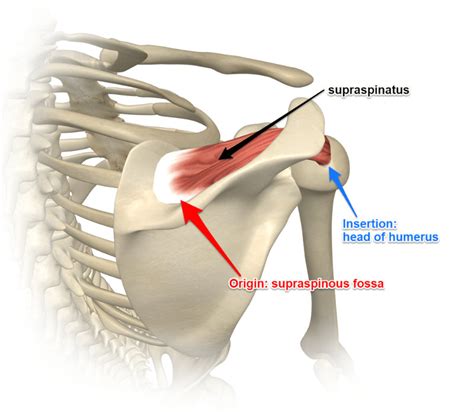 Supraspinatus Rotator Cuff Muscle Yoganatomy