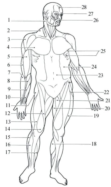 Blank Muscle Anatomy Worksheets