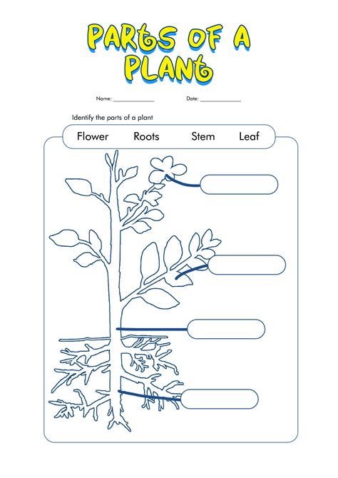 14 Plant Worksheets For Grade 1 Free Pdf At