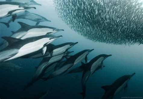 Dazzling Underwater Photographs Of Fish Dolphins Birds
