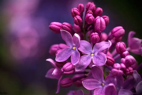 Download Blur Blossom Macro Nature Lilac HD Wallpaper By Alexander Razgulyaev