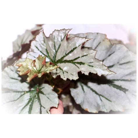 Shade to partial sun, temp. Begonia 'Looking Glass', Looking Glass Begonia in ...