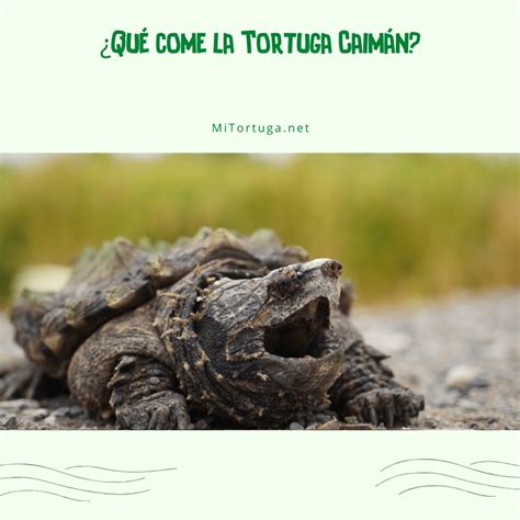 Tortuga Caiman O Alig Tor Cuidados Y Caracter Sticas