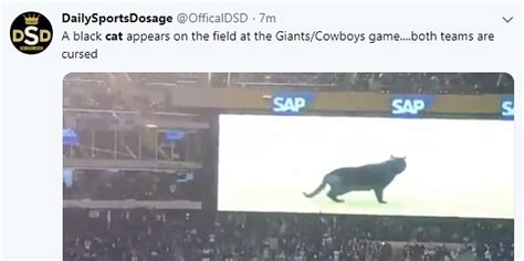 Black Cat Goes Viral After Running On The Field In Giants Game And