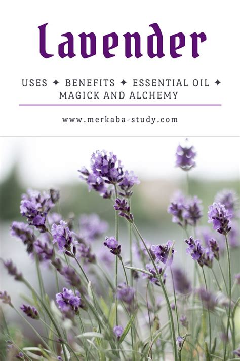Lavender Benefits Essential Oil Uses Magic And Alchemy