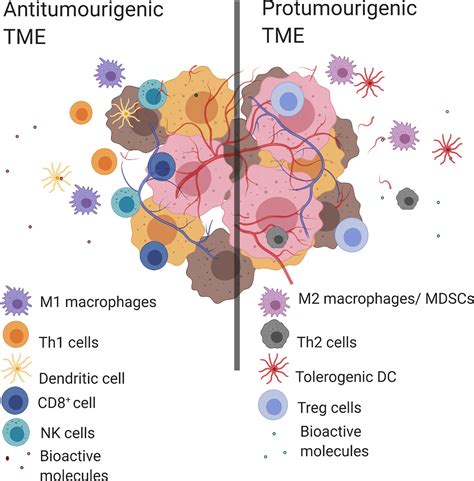 Frontiers Tumor Associated Macrophages Origin Recruitment Phenotypic Diversity And Targeting