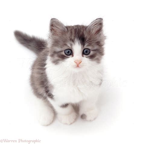 Grey And White Kitten Sitting And Looking Up Photo Wp32208
