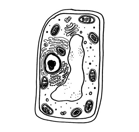 36 animal cell not labeled. Cell Drawing at PaintingValley.com | Explore collection of ...