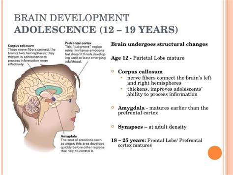 Briefly Describe The Brain Changes That Occur In Adolescence Brainlyvi