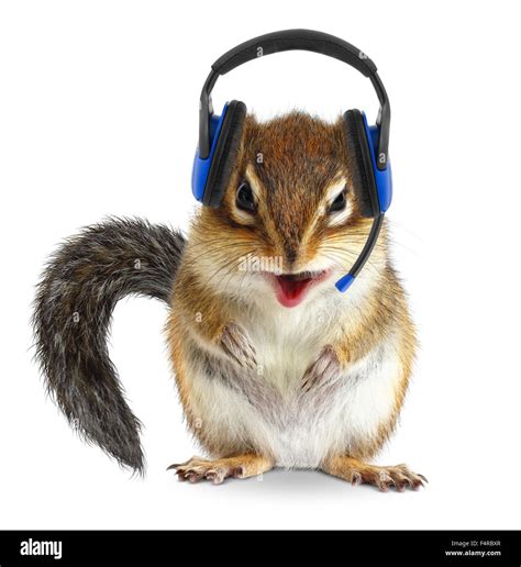 Funny Animal Call Center Operator Chipmunk With Phone Headset On White
