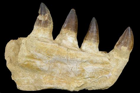 95 Mosasaur Prognathodon Jaw Section Morocco 115784 For Sale