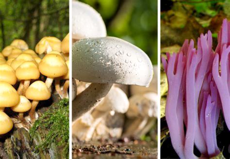 Types Of Fungi Mushrooms Toadstools Molds And More Owlcation