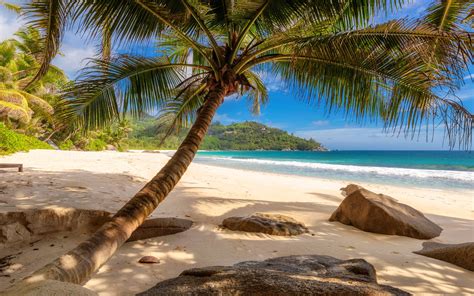 Anse Intendance At Seychelles Mahe Island Beautiful Tropical Beach Coconut Tree Foto Landscape
