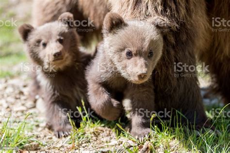 Wild Brown Bear Cub Closeup Stock Photo Download Image Now Animal